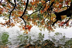 Celebrarán el primer Festival de Otoño de Hanoi