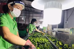Los limones de Long An no solo sirven al mercado nacional, sino también a los mercados internacionales, como la Unión Europea, el Reino Unido, Rusia, Nueva Zelanda, los Países Bajos y Oriente Medio. (Foto: Quang Anh)