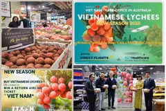 La Oficina Comercial de Vietnam en Australia ha llevado a cabo una serie de actividades de promoción del lichi en el país de Oceanía en los últimos tiempos. (Fuente:VNA)