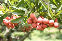 Bac Giang favorece producción y venta de lichi 