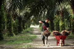 Considera la India limitar importación de productos de Malasia