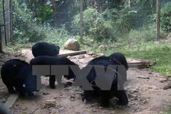 Promueven en Vietnam protección de especies en peligro de extinción