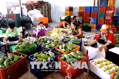Exportaciones de frutas vietnamitas totalizan 3,85 mil millones de dólares en 2019