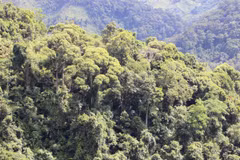 Aumenta en Vietnam suministro para la industria maderera 