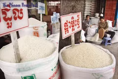 Exportación de arroz de Camboya a China aumentó 66 por ciento en primer semestre de 2019
