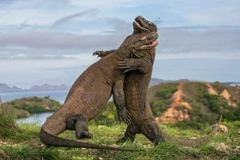 Detiene Indonesia plan para cerrar el Parque Nacional de Komodo