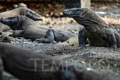 Planea Indonesia construir Museo del Dragón de Komodo