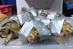 Incautan en Filipinas más de mil 500 tortugas abandonadas en equipaje