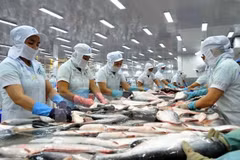  Busca Vietnam ampliar la exportación del pescado Tra hacia América Latina