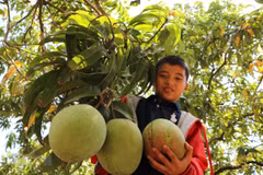 Reportan leve reducción de exportaciones agroforestales y acuícolas de Vietnam este año
