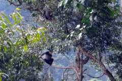Liberan en Vietnam 88 animales salvajes en el Parque Nacional Chu Mom Ray