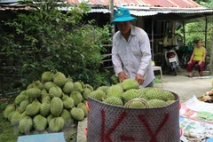 Importará China más de 100 mil toneladas de arroz vietnamita