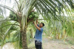 Promoverán productos de coco de Vietnam mediante festival en provincia de Ben Tre
