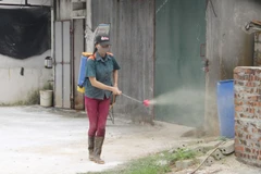 Asiste la FAO a Vietnam en lucha contra epidemia de fiebre porcina africana
