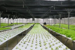 Buscan Vietnam y Australia impulsar la cooperación en agricultura orgánica 