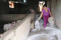 Recomienda FAO a Vietnam mantener alta la vigilancia contra la Peste Porcina Africana