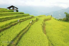 Hoang Su Phi: atractivo destino turístico en la región noroeste de Vietnam 