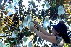 Triplicarán exportaciones vietnamitas de caimito a Estados Unidos 