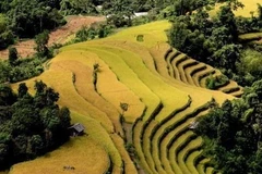 Temporada dorada en arrozales de provincia vietnamita de Yen Bai 