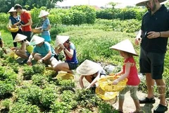 Delta del Mekong de Vietnam apunta a promover el turismo agrícola