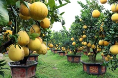 Pomelo bonsái Kim An adorna el Tet con su belleza