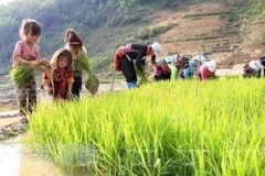Debaten en Vietnam medidas para acabar con el trabajo infantil en cadenas de suministro 