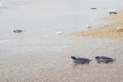 Trabaja Vietnam por conservar tortugas marinas en el Parque Nacional de Nui Chua