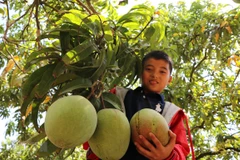 Reportan leve reducción de exportaciones agroforestales y acuícolas de Vietnam este año