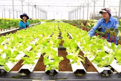 Registran en Vietnam 17 grandes proyectos de inversión en sector agrícola en 2019