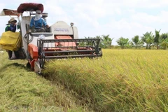 Disminuye Vietnam sus exportaciones de arroz