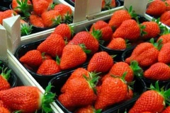 Aspira Corea del Sur a conquistar mercado agrícola de ASEAN