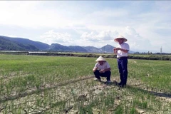 Alertan que la sequía puede afectar a más de 65 mil hectáreas de tierras agrícolas en el centro Vietnam. 