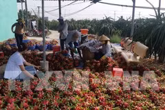 Adopta sector agrícola de Vietnam medidas preventivas ante expansión del nCoV