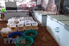 Incautan en Myanmar drogas valoradas en un millón de dólares