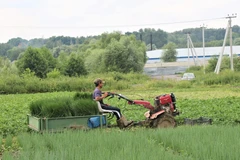 Malasia dedica 14,6 millones de dólares para ayudar a agricultores afectados por COVID-19