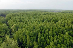 Invierten dos mil millones de dólares en desarrollo forestal en Vietnam