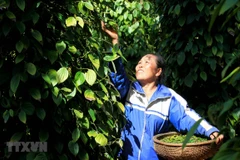 Decenas de contenedores de pimienta vietnamita atascados en Nepal