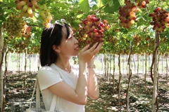 Expertos vietnamitas proponen soluciones para favorecer exportación de productos agrícolas en el contexto del COVID-19