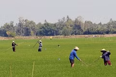 Provincia de Kien Giang se concentra en productos agrícolas 