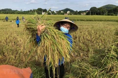 Vietnam traza 17 objetivos de desarrollo sostenible hasta 2030