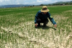 Enfrentan sequía miles de hectáreas de cultivos en región central de Vietnam