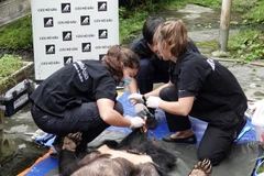 Entregan osos tibetanos a centro de rescate en Vietnam