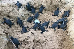 Liberan en provincia vietnamita 45 tortugas bebés en la naturaleza