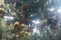 Aumentan exportaciones agrícolas de Vietnam hasta noviembre