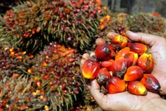 Aumentará Pakistán sus importaciones del aceite de palma de Malasia