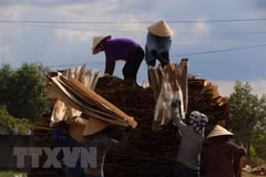 Incrementan exportaciones de productos forestales de Vietnam
