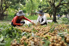 Buscan ampliar oportunidades para la exportación del longan de Vietnam 
