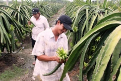 Provincia vietnamita de Long An por ampliar área de cultivo de pitahayas