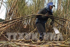 Tailandia busca camino de desarrollo para industria azucarera