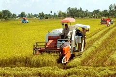 Productividad de arroz en Delta del río Mekong será de tres millones de toneladas